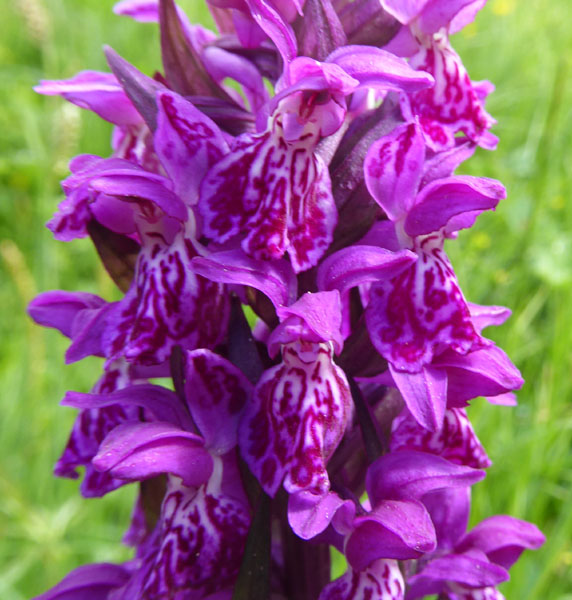 Dactylorhiza majalis subsp. alpestris ?....Passo Staulanza